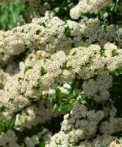 25 Scarlet Firethorn Pyracantha Coccinea Bush Shrub Flower Seeds - Image 2