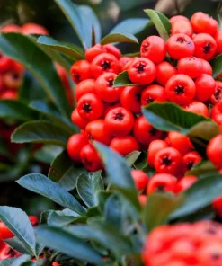 25 Scarlet Firethorn Pyracantha Coccinea Bush Shrub Flower Seeds - Image 3