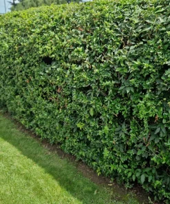 25 Scarlet Firethorn Pyracantha Coccinea Bush Shrub Flower Seeds - Image 5