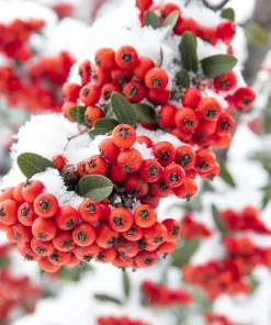 25 Scarlet Firethorn Pyracantha Coccinea Bush Shrub Flower Seeds - Image 6