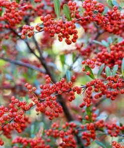 25 Scarlet Firethorn Pyracantha Coccinea Bush Shrub Flower Seeds - Image 7