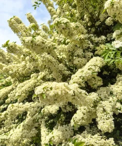 25 Scarlet Firethorn Pyracantha Coccinea Bush Shrub Flower Seeds - Image 8