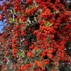 25 Scarlet Firethorn Pyracantha Coccinea Bush Shrub Flower Seeds - Image 1