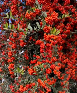 25 Scarlet Firethorn Pyracantha Coccinea Bush Shrub Flower Seeds - Image 1