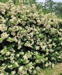 25 Scarlet Firethorn Pyracantha Coccinea Bush Shrub Flower Seeds - Image 9