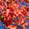 25 Siberian Maple Tree Seeds - Acer Ginnala - Red Fall Leaves, Hardy Zone 2-8 - Image 1