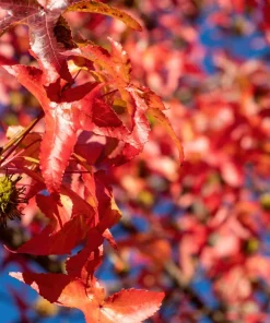 25 Siberian Maple Tree Seeds - Acer Ginnala - Red Fall Leaves, Hardy Zone 2-8 - Image 1