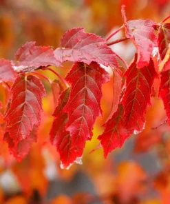 25 Siberian Maple Tree Seeds - Acer Ginnala - Red Fall Leaves, Hardy Zone 2-8 - Image 10