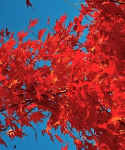 25 Siberian Maple Tree Seeds - Acer Ginnala - Red Fall Leaves, Hardy Zone 2-8 - Image 11