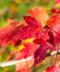 25 Siberian Maple Tree Seeds - Acer Ginnala - Red Fall Leaves, Hardy Zone 2-8 - Image 12