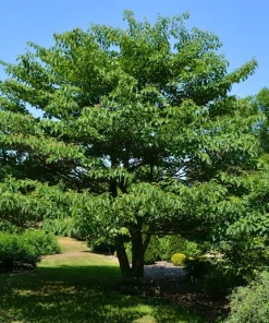 25 Siberian Maple Tree Seeds - Acer Ginnala - Red Fall Leaves, Hardy Zone 2-8 - Image 2