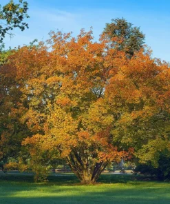 25 Siberian Maple Tree Seeds - Acer Ginnala - Red Fall Leaves, Hardy Zone 2-8 - Image 3