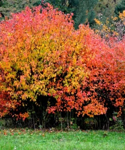 25 Siberian Maple Tree Seeds - Acer Ginnala - Red Fall Leaves, Hardy Zone 2-8 - Image 4