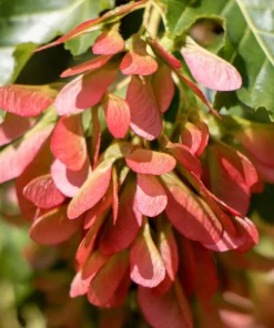 25 Siberian Maple Tree Seeds - Acer Ginnala - Red Fall Leaves, Hardy Zone 2-8 - Image 5