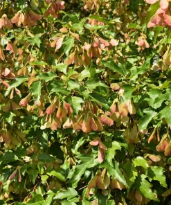 25 Siberian Maple Tree Seeds - Acer Ginnala - Red Fall Leaves, Hardy Zone 2-8 - Image 6