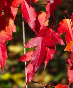 25 Siberian Maple Tree Seeds - Acer Ginnala - Red Fall Leaves, Hardy Zone 2-8 - Image 7