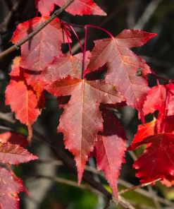 25 Siberian Maple Tree Seeds - Acer Ginnala - Red Fall Leaves, Hardy Zone 2-8 - Image 8