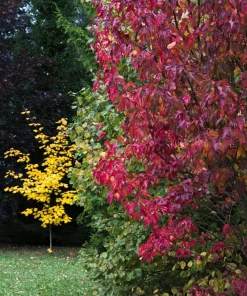 25 Siberian Maple Tree Seeds - Acer Ginnala - Red Fall Leaves, Hardy Zone 2-8 - Image 9