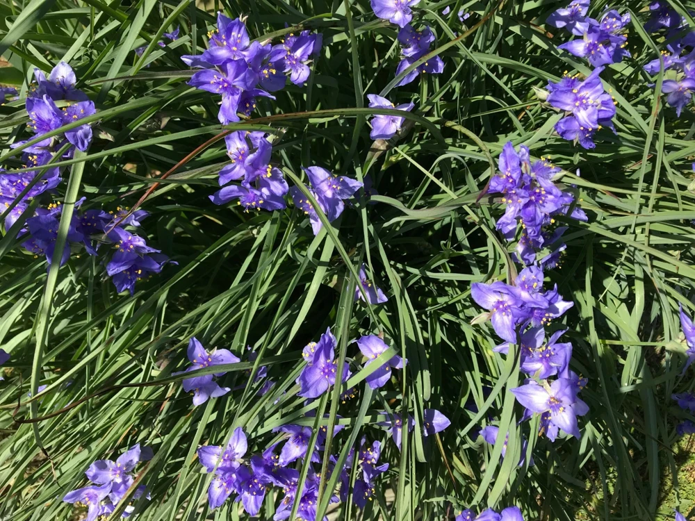 25 Spiderwort Rhizomes - Tradescantia Bare Root Perennial Plants, Purple Flowers, Outdoor - Image 2