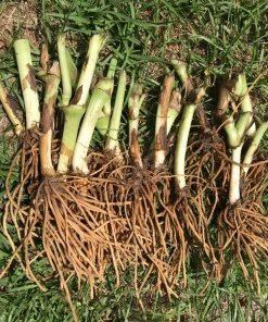 25 Spiderwort Rhizomes - Tradescantia Bare Root Perennial Plants, Purple Flowers, Outdoor - Image 3