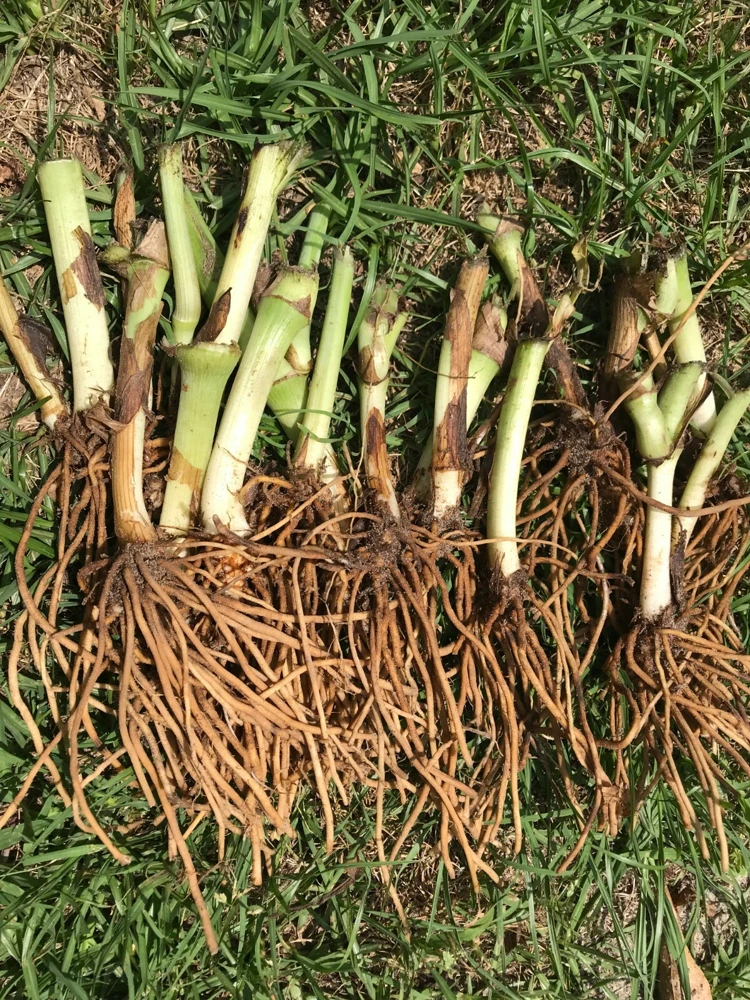 25 Spiderwort Rhizomes - Tradescantia Bare Root Perennial Plants, Purple Flowers, Outdoor - Image 3