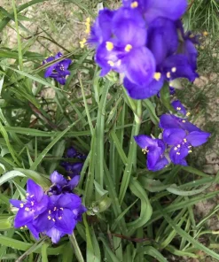 25 Spiderwort Rhizomes - Tradescantia Bare Root Perennial Plants, Purple Flowers, Outdoor - Image 1