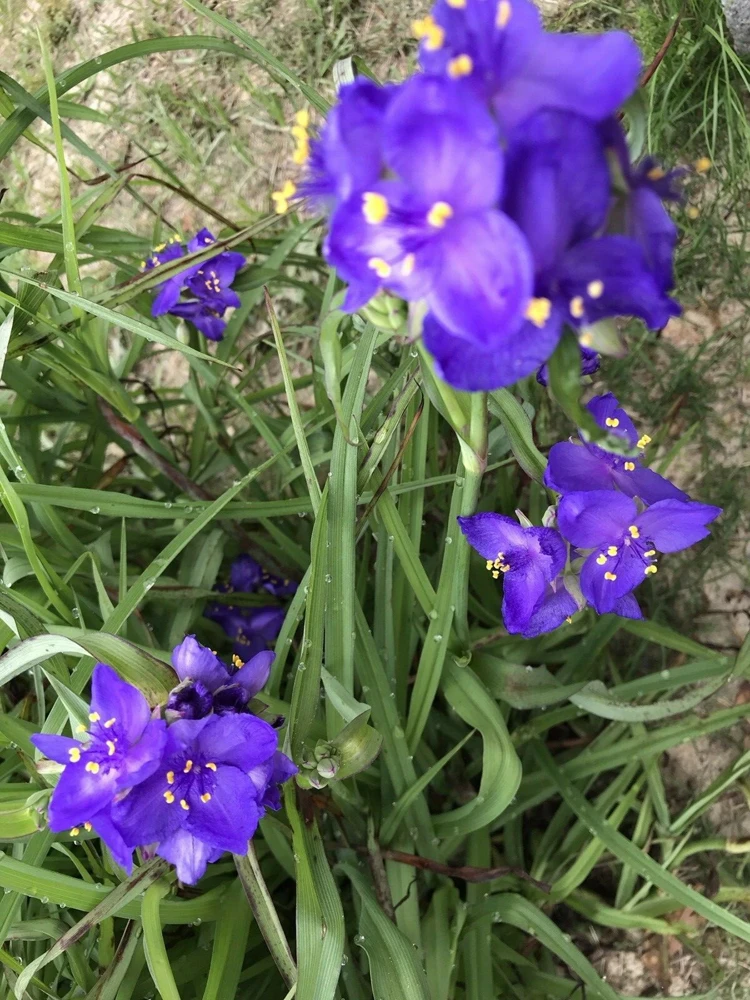 25 Spiderwort Rhizomes - Tradescantia Bare Root Perennial Plants, Purple Flowers, Outdoor - Image 1