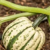 25 Sweet Dumpling Squash Seeds - Winter Delicata Vegetable for Home Garden - Image 1