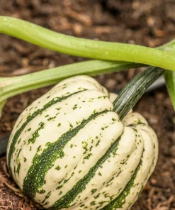 25 Sweet Dumpling Squash Seeds - Winter Delicata Vegetable for Home Garden - Image 1