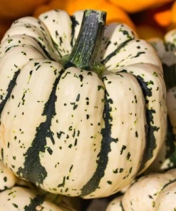 25 Sweet Dumpling Squash Seeds - Winter Delicata Vegetable for Home Garden - Image 2