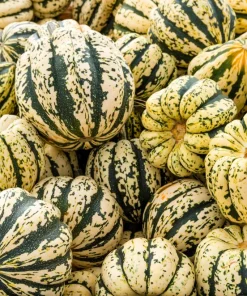 25 Sweet Dumpling Squash Seeds - Winter Delicata Vegetable for Home Garden - Image 4