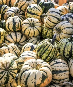 25 Sweet Dumpling Squash Seeds - Winter Delicata Vegetable for Home Garden - Image 5