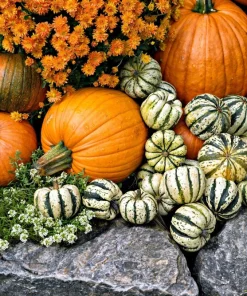 25 Sweet Dumpling Squash Seeds - Winter Delicata Vegetable for Home Garden - Image 6
