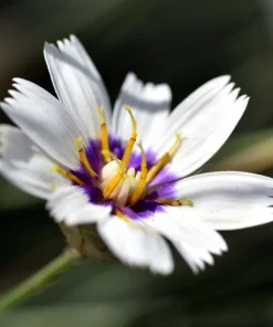 25 White Cupid's Dart Flower Seeds Catananche Caerulea Outdoor - Image 2