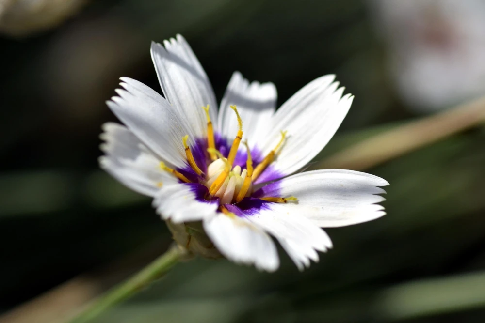 25 White Cupid's Dart Flower Seeds Catananche Caerulea Outdoor - Image 2