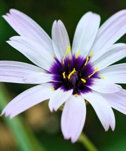 25 White Cupid's Dart Flower Seeds Catananche Caerulea Outdoor - Image 3