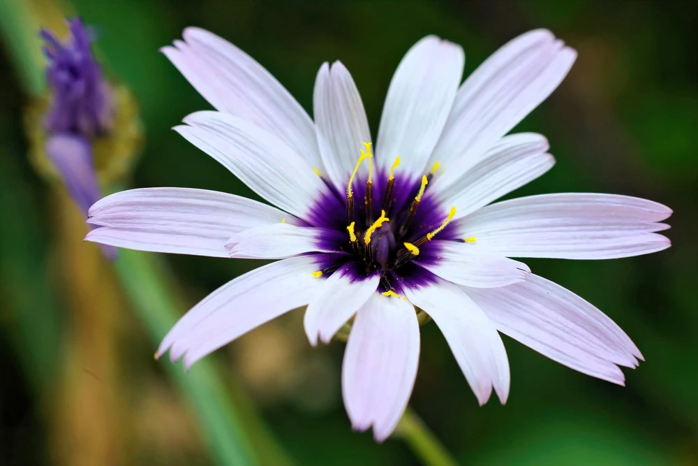 25 White Cupid's Dart Flower Seeds Catananche Caerulea Outdoor - Image 3