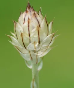 25 White Cupid's Dart Flower Seeds Catananche Caerulea Outdoor - Image 4