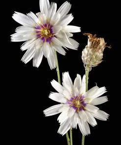 25 White Cupid's Dart Flower Seeds Catananche Caerulea Outdoor - Image 5
