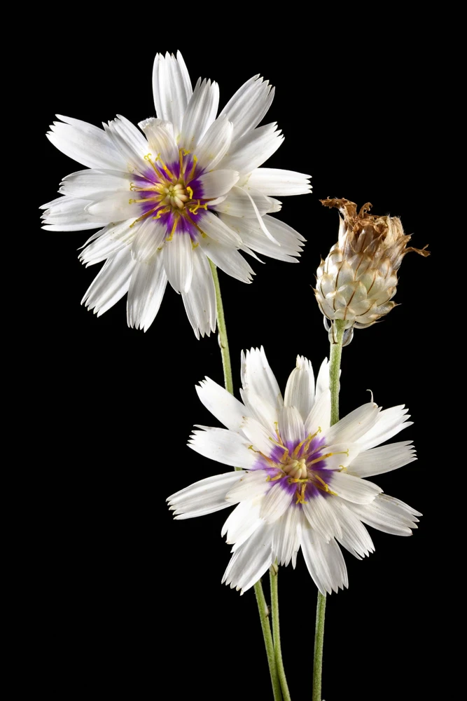 25 White Cupid's Dart Flower Seeds Catananche Caerulea Outdoor - Image 5