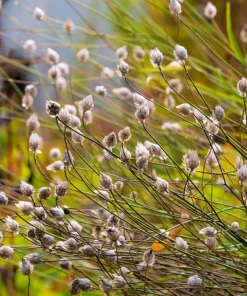 25 White Cupid's Dart Flower Seeds Catananche Caerulea Outdoor - Image 6