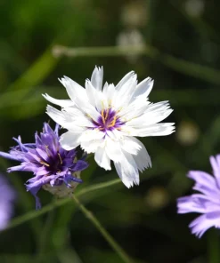 25 White Cupid's Dart Flower Seeds Catananche Caerulea Outdoor - Image 7