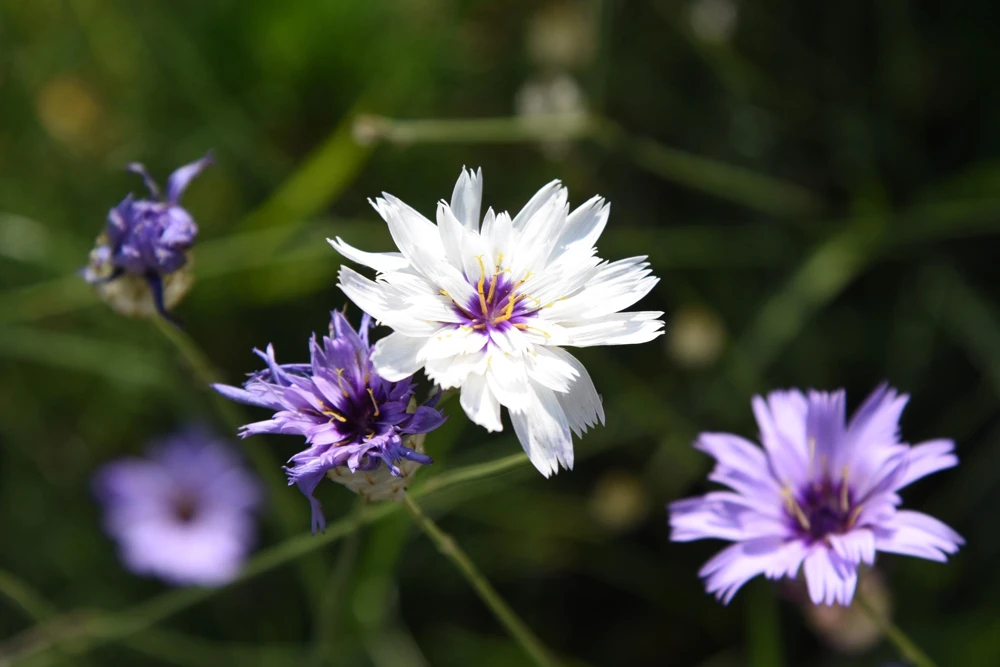 25 White Cupid's Dart Flower Seeds Catananche Caerulea Outdoor - Image 7
