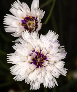 25 White Cupid's Dart Flower Seeds Catananche Caerulea Outdoor - Image 8
