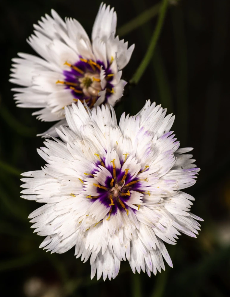 25 White Cupid's Dart Flower Seeds Catananche Caerulea Outdoor - Image 8