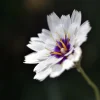 25 White Cupid's Dart Flower Seeds Catananche Caerulea Outdoor - Image 1