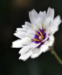25 White Cupid's Dart Flower Seeds Catananche Caerulea Outdoor - Image 1