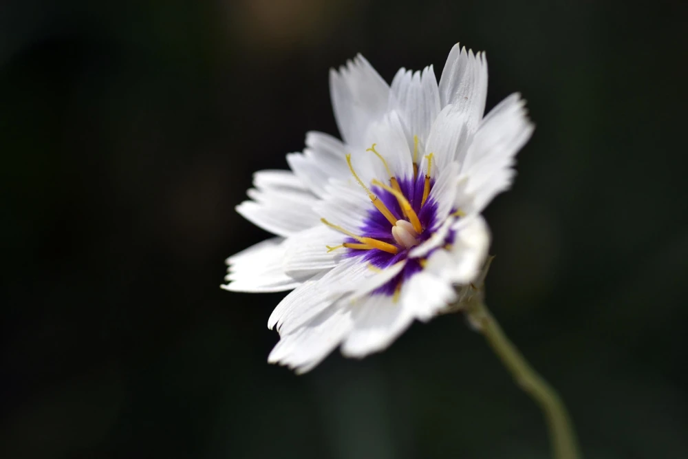 25 White Cupid's Dart Flower Seeds Catananche Caerulea Outdoor - Image 1