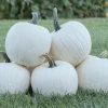 25 White Pumpkin Seeds Heirloom – Easy Grow Pumpkin Seeds for Garden - Image 1