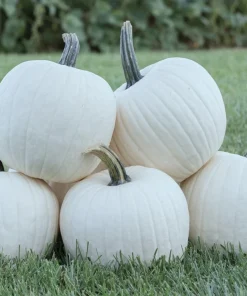 25 White Pumpkin Seeds Heirloom – Easy Grow Vegetable Seeds for Garden - Image 1